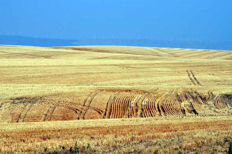 wheatfield